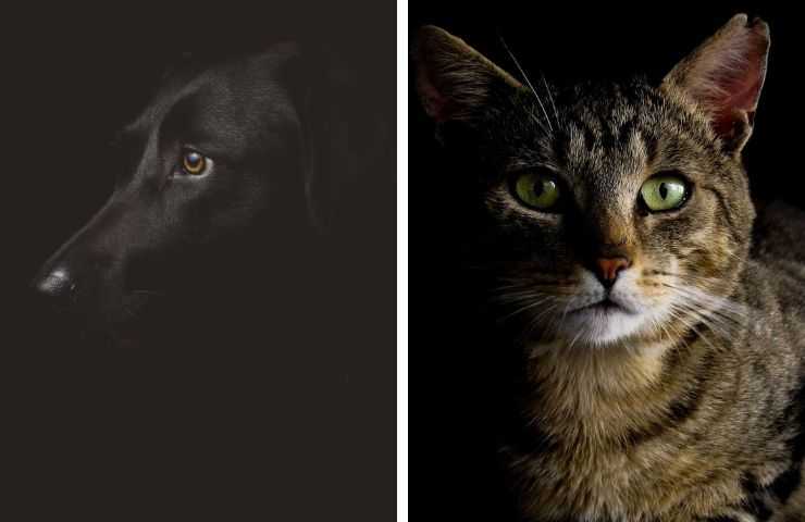 Cane e gatto al buio
