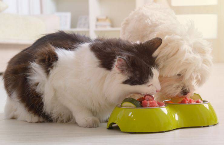 Cane e gatto mangiano