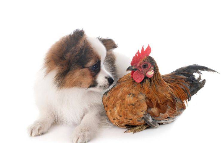 Cane e gallina