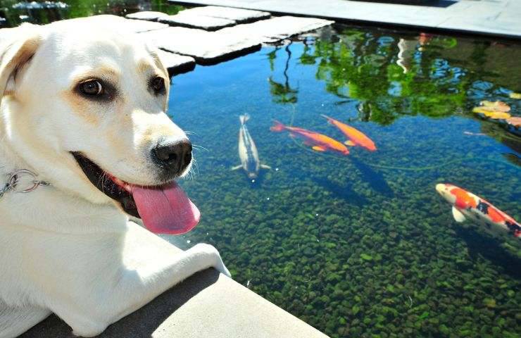 Cane guarda i pesci nello stagno