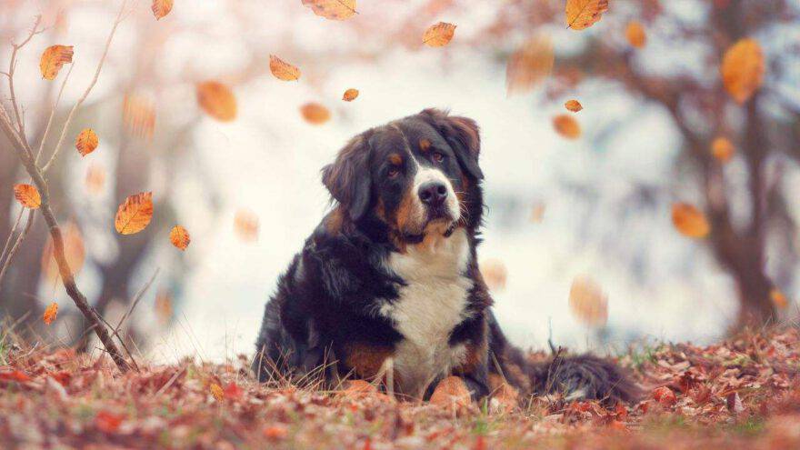 Cane in autunno