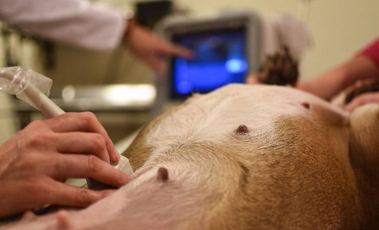 ecografia al cane incinta