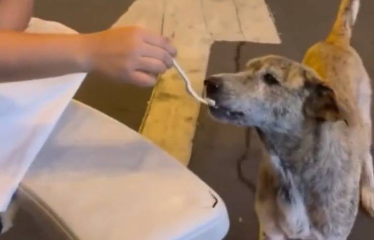 cane randagio cibo video