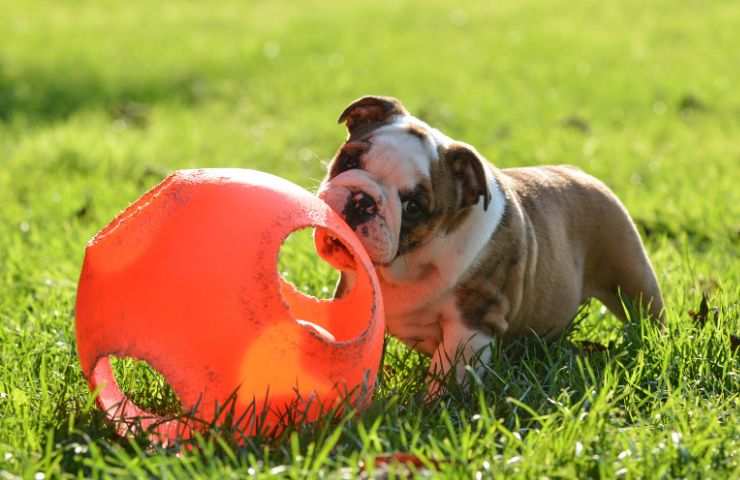 Cane mangia plastica