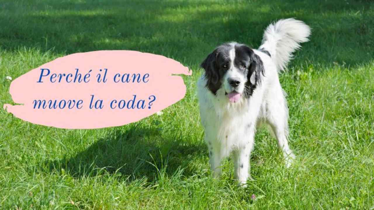 Perché il cane muove la coda i possibili significati del linguaggio di