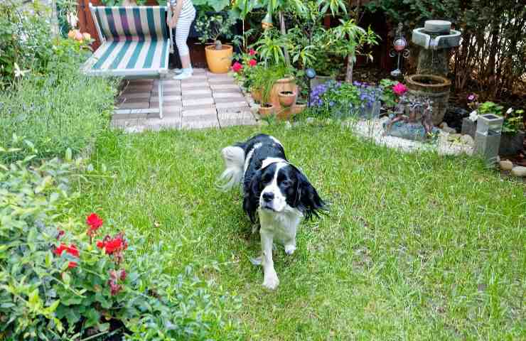 Cane va in giardino altrui