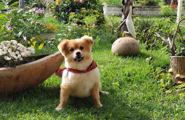 Cane scappato in giardino