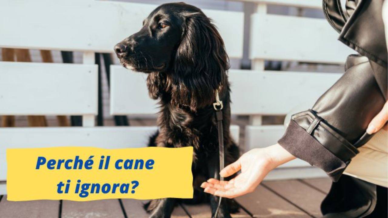 mi scopo il mio cane