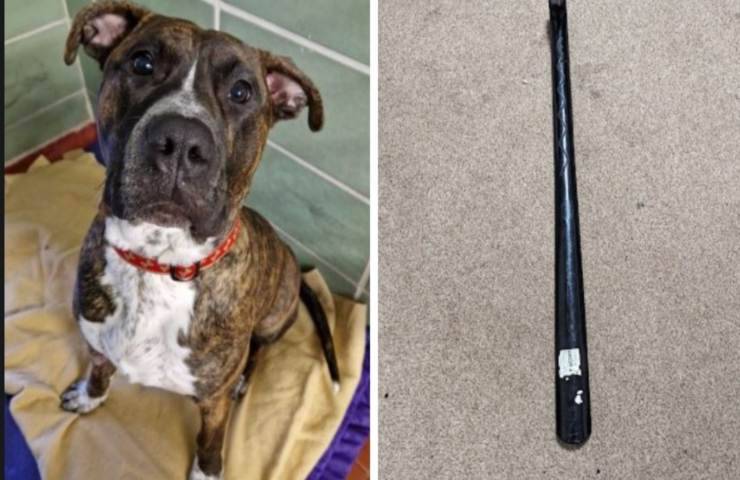 Uomo picchia senza motivo il cane con un bastone