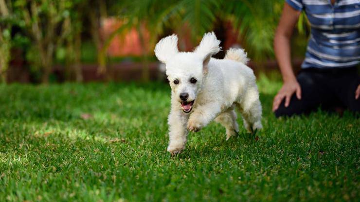 Cane scappa dal padrone