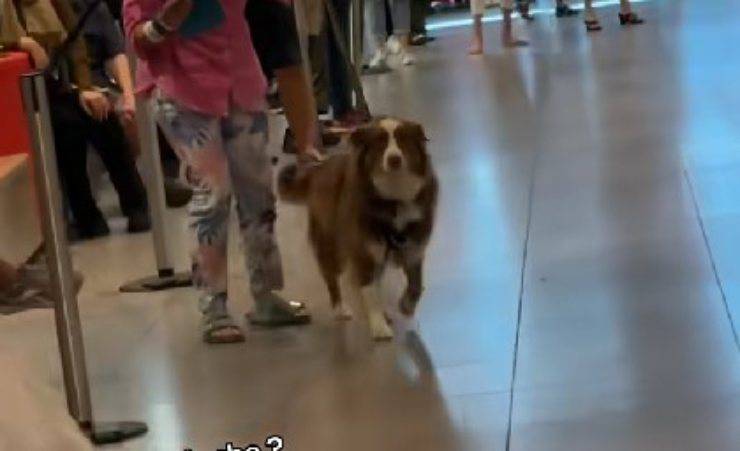 cane in aeroporto
