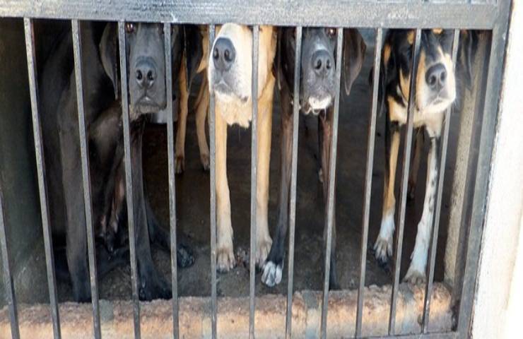 oltre 30 cani vivevano in condizioni orribili