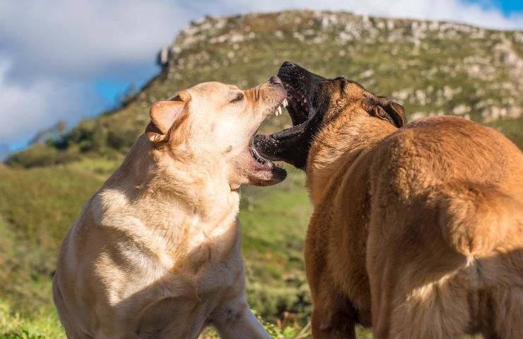 Cani che si mordono a vicenda