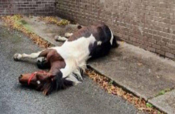 Cavallo abbandonato sul marciapiede in fin di vita
