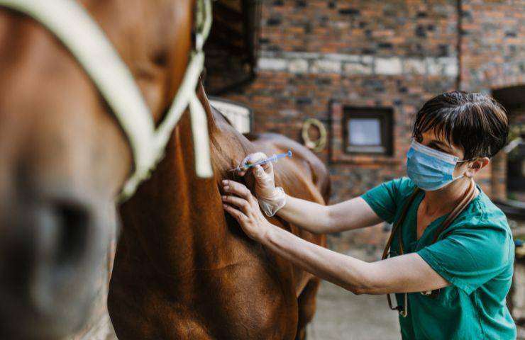 Veterinario e cavallo