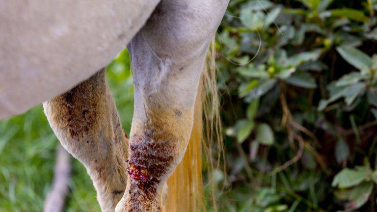 Cavallo con zampa ferita