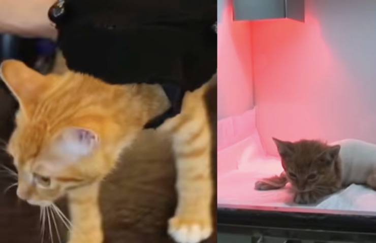 gattino coco dopo ricovero 