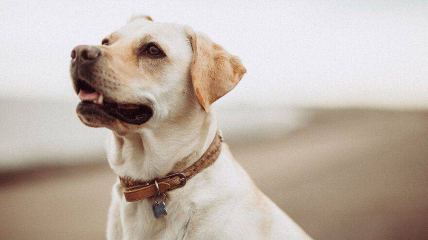 Come riconoscere le esche avvelenate per cani