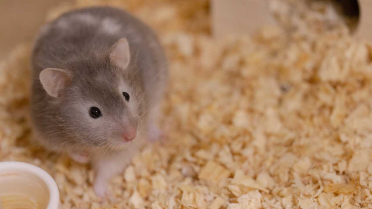 Perché il criceto corre in tondo? Le 4 ragioni del comportamento