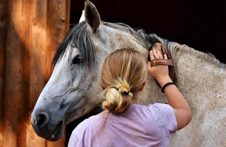 Cura del cavallo