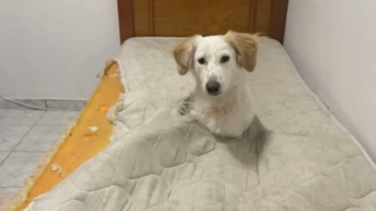 cane e materasso