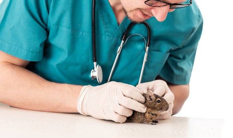 veterinario e degu