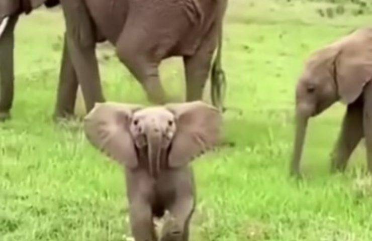 Elefantino guarda i turisti