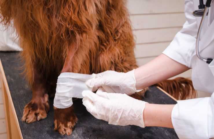 Fasciare il cane