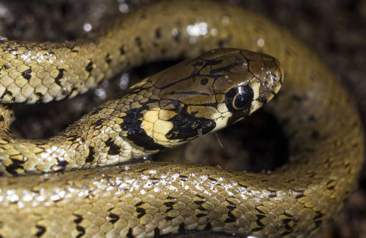 serpente cruscotto motorino biscia