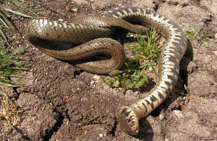 serpente cruscotto motorino donna