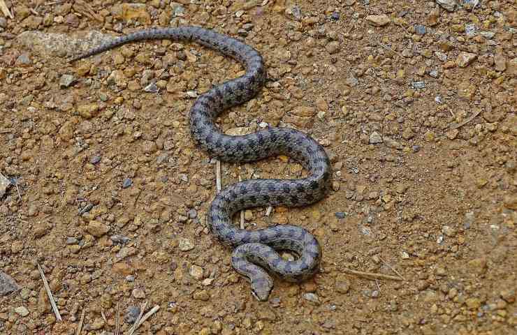 serpente cruscotto strada uscire