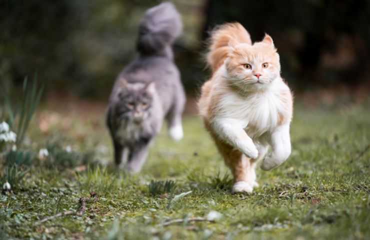 Gatti corrono