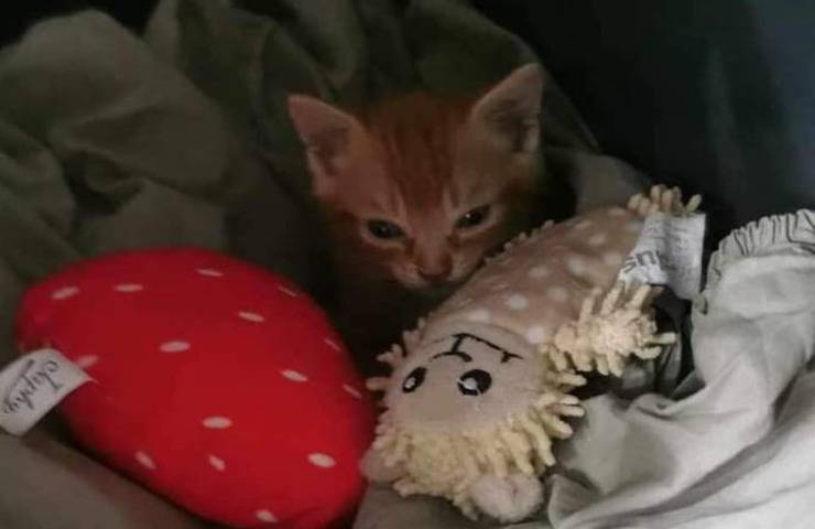 ritrovamento gattini ,gettati via come spazzatura