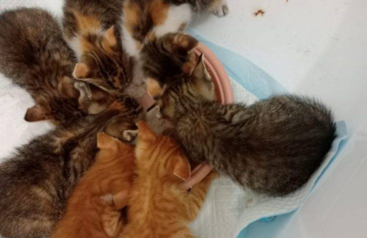 adozione gattino roma