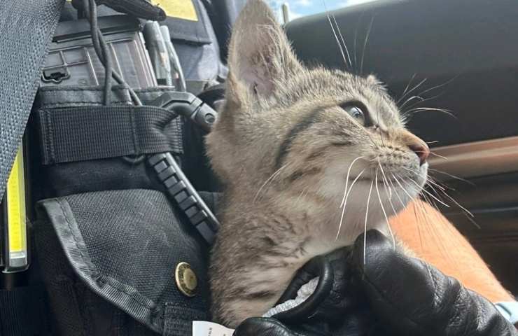 gattino si presenta all'agente