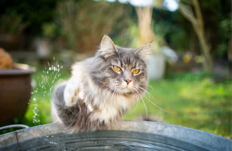 Gatto bagna la zampa