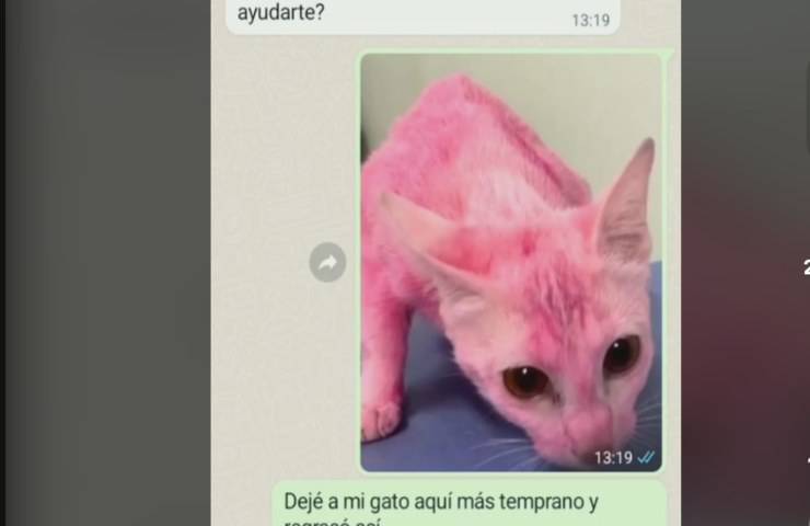 Assurdo: porta il gatto dal toilettatore e glielo restituiscono dipinto di rosa