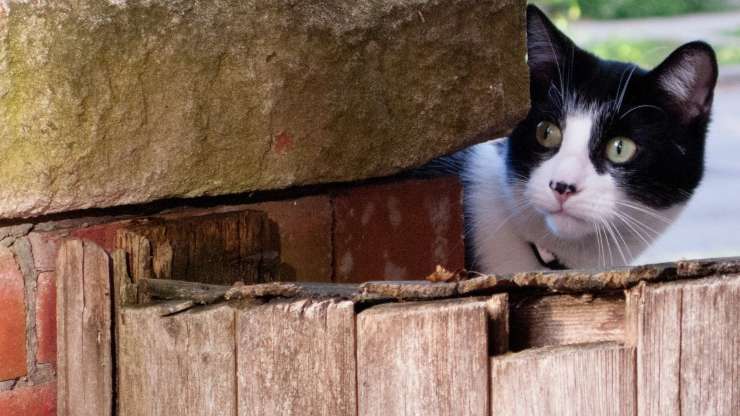 Gatto si nasconde