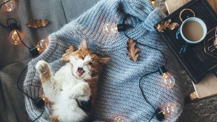 Gatto dorme sul maglione