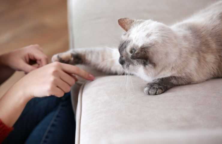 Gatto gioca con le mani