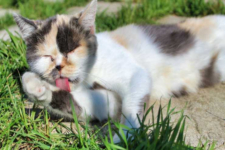 Gatto ha affanno e lingua fuori