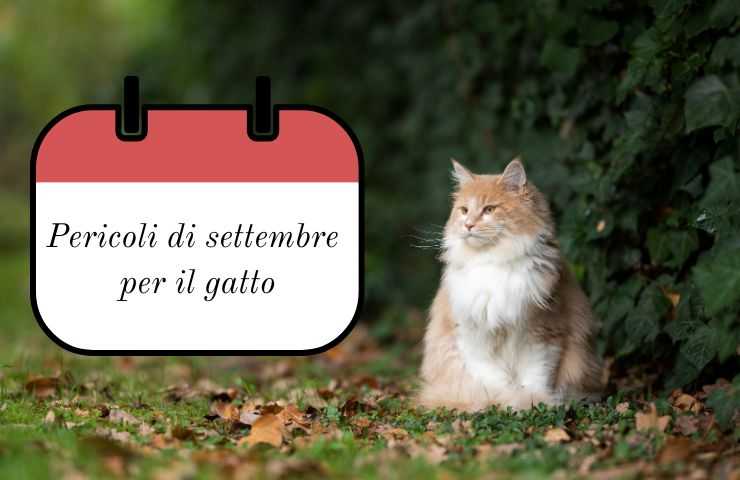 Gatto in giardino a settembre