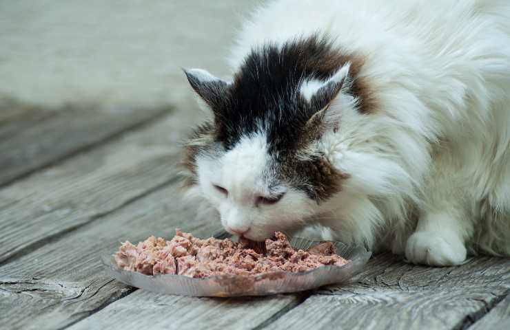 Gatto mangia tonno