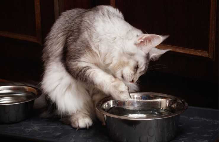 Gatto mette zampa nell'acqua