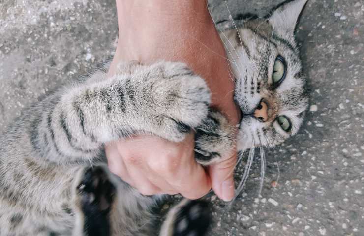 Gatto morde le mani
