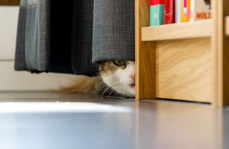 Gatto nascosto dietro la tenda