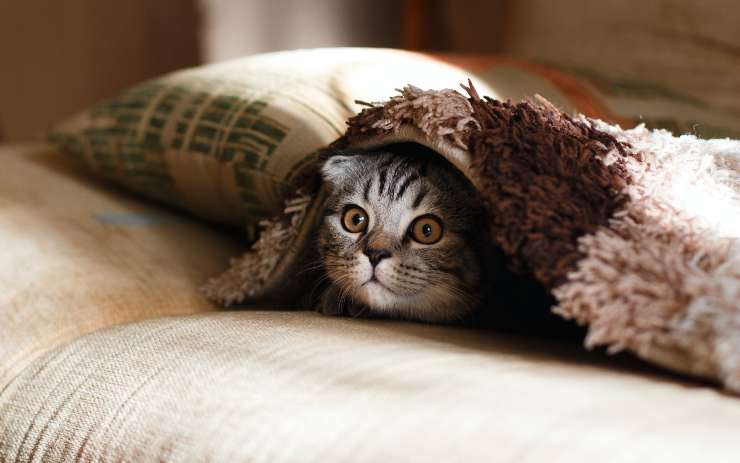 Gatto nascosto sotto le coperte