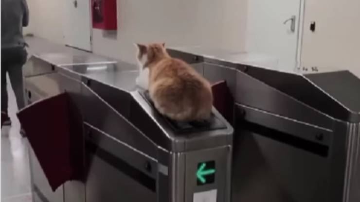 Gatto nella metropolitana