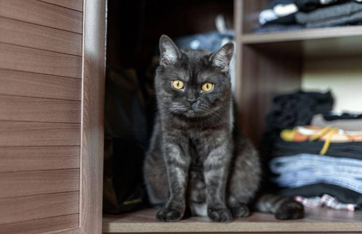 Gatto nell'armadio