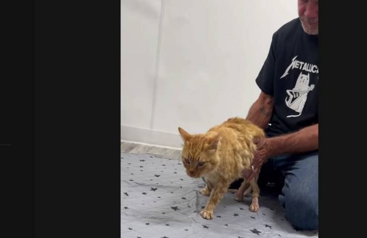L'uomo è determinato a far camminare nuovamente il gatto paralizzato